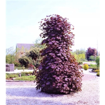 KLON CRIMSON SENTRY kolumnowy szczepiony - sadzonki 200 / 220 cm