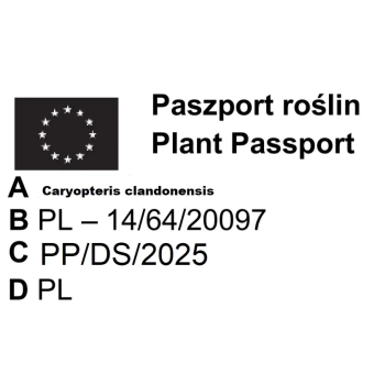 BARBULA KLANDOŃSKA Kew Blue niebieska magia - sadzonki 10 / 20 cm