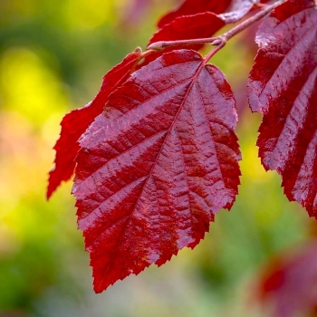 PAROCJA PERSKA BELLA NA PNIU - sadzonki 40 / 60 cm