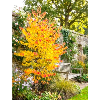 GRUJECZNIK JAPOŃSKI GLOWBALL - sadzonki 20 / 30 cm