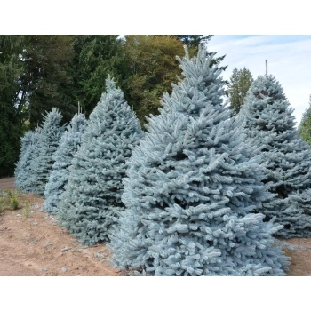 ŚWIERK SREBRNY CHOINKA DUŻA ROŚLINA DONICZKOWANE - sadzonki 130 / 150 cm