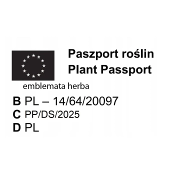 TRAWA KOSTRZEWA niebieska Pakiet 5 sztuk - sadzonki 10 / 15 cm