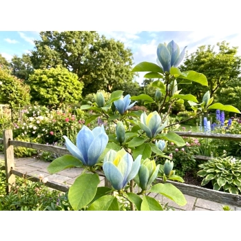 MAGNOLIA SZCZEPIONA BLUE OPAL - sadzonki 40 / 60 cm