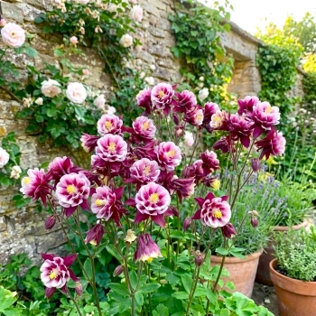 ORLIK WINKY DOUBLE ROSE WHITE - sadzonki 10 / 20 cm