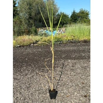 TRAWA MISKANT olbrzymi GIGANTEUS Pakiet 5 sztuk - sadzonki 30 / 50 cm