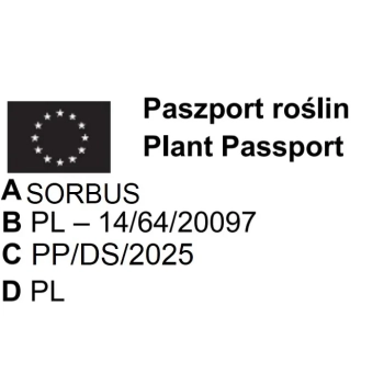 JARZĄB SZWEDZKI szczepiony kolumnowy oryginał - sadzonki 70 / 100 CM