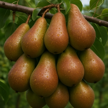 GRUSZA MICHAŁÓWKA polska odmiana - sadzonki 50 / 80 cm