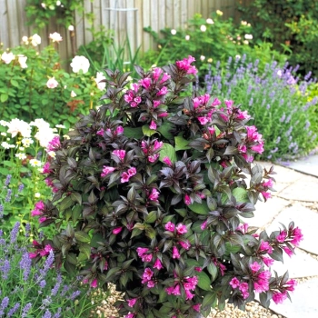 KRZEWUSZKA WEIGELA MINOR BLACK - sadzonki 10 / 20 cm