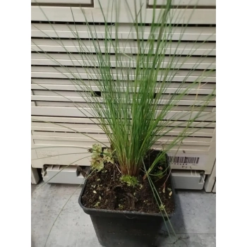 TRAWA KOSTRZEWA niebieska Pakiet 5 sztuk - sadzonki 10 / 15 cm