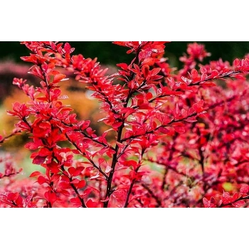 BERBERYS czerwony Kolumnowy Pakiet 5 sztuk - sadzonki 60 / 80 cm