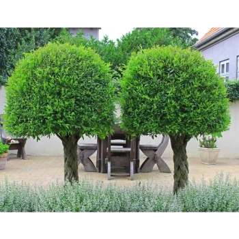 WIERZBA PLECIONA RĘCZNIE przycięta sadzonki - 90 / 100 cm