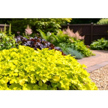 ŻURAWKA LEMON SUPREME - sadzonki 10 / 20 cm