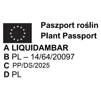 AMBROWIEC KOLUMNOWY - sadzonki 90 / 110 cm