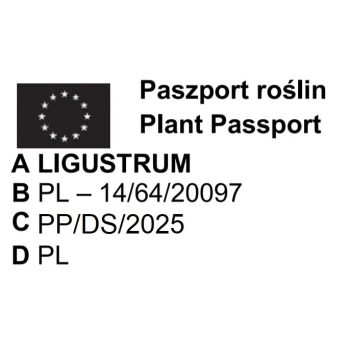 LIGUSTR LIGUSTER Pakiet 5 sztuk duże - sadzonki 70 / 100 cm