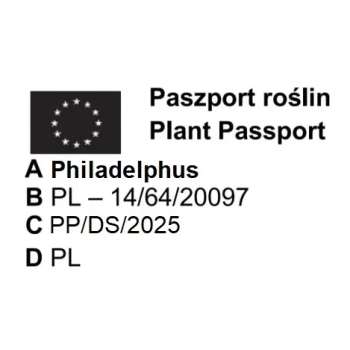 JAŚMINOWIEC KARŁOWY PEARL OF PERFUME - sadzonki 10 / 20 cm