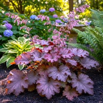 ŻURAWKA GRAPE SODA - sadzonki 10 / 20 cm