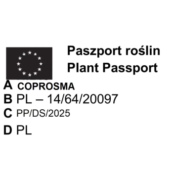 KOPROSMA ECLIPSE - sadzonki 10 / 20 cm