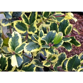 OSTROKRZEW GOLDEN KING PAKIET 5 sztuk - sadzonki 10 / 20 cm