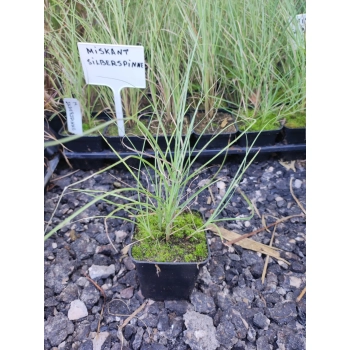 TRAWA MISKANT chiński Silberspinne PAKIET 5 sztuk - sadzonki 10 / 20 cm