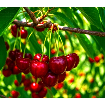 CZEREŚNIA BAWOLE SERCE słodkie owoce - sadzonki 50 / 90 cm