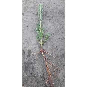 ŚWIERK SREBNY Pakiet 5 sztuk - sadzonki 20 / 30 cm