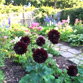 ORLIK BLACK BARLOW - sadzonka 10 / 20 cm