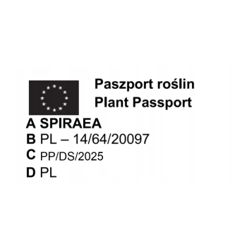 TAWUŁA JAPOŃSKA SHIROBANA - sadzonki 10 / 20 cm