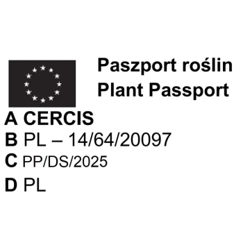 JUDASZOWIEC ZWISAJĄCY RUBY FALLS SZCZEPIONY - sadzonki 40 / 60 cm