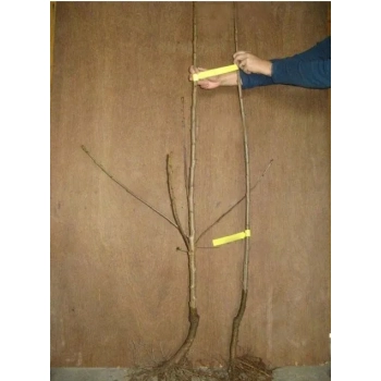 CZEREŚNIA MIODÓWKA bladoróżowa - sadzonki 50 / 90 cm