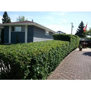 IRGA żywopłot - sadzonki 80 / 120 cm