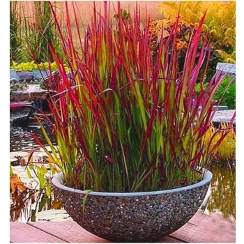 TRAWA czerwona Pakiet 5 sztuk odporna na mróz - sadzonki 15 / 20 cm