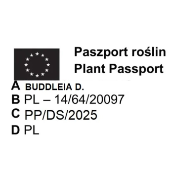 BUDLEJA DAWIDA PINK DELIGHT KRÓLOWA MOTYLI - sadzonki 10 / 20 cm