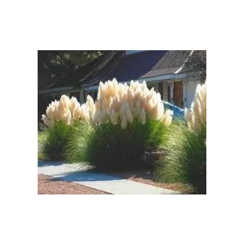 TRAWA PAMPASOWA kremowa PAKIET 5 sztuk odporna na mróz - sadzonki 20 / 30 cm