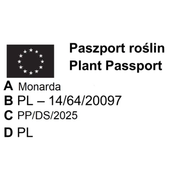 PYSZNOGŁÓWKA BALMY ROSE różowa - sadzonki 10 / 20 cm