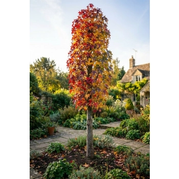 AMBROWIEC SZCZEPIONY KOLUMNOWY SLENDER SILHOUETTE - sadzonki 130 / 150 cm