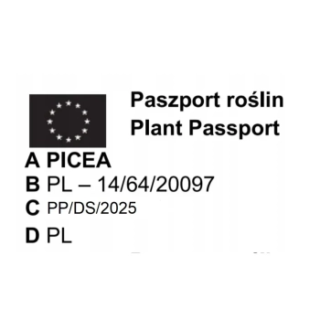 ŚWIERK SREBRNY CHOINKA DUŻA ROŚLINA DONICZKOWANE - sadzonki 130 / 150 cm