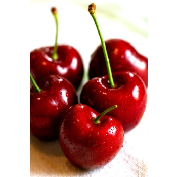 CZEREŚNIA BAWOLE SERCE słodkie owoce - sadzonki 50 / 90 cm