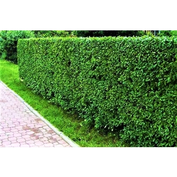 LIGUSTR LIGUSTER Pakiet 5 sztuk duże - sadzonki 70 / 100 cm