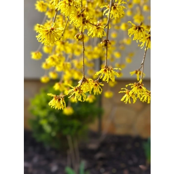 OCZAR WIRGINIJSKI ŻÓŁTY NA PNIU - sadzonki 40 / 50 cm