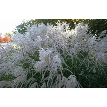 TRAWA MISKANT chiński MEMORY PAKIET 5 sztuk - sadzonki 5 / 10 cm