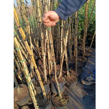 AMBROWIEC NA PNIU - sadzonki 90 / 110 cm