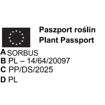 JARZĘBINA FIOLETOWA szczepiona na pniu - sadzonki 150 / 170 CM