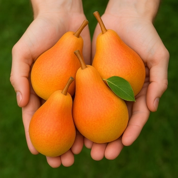 GRUSZA POMARAŃCZÓWKA złoto w ogrodzie - sadzonki 50 / 80 cm