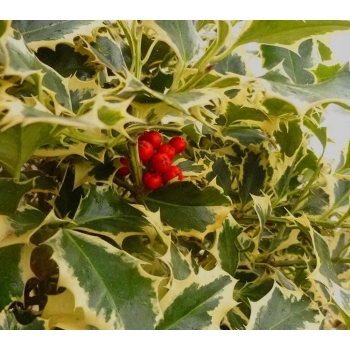 OSTROKRZEW GOLDEN KING PAKIET 5 sztuk - sadzonki 10 / 20 cm