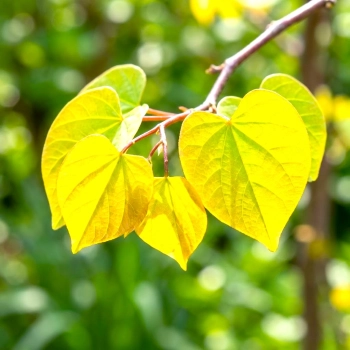 JUDASZOWIEC KANADYJSKI SZCZEPIONY THE RISING SUN - sadzonki 20 / 40 cm