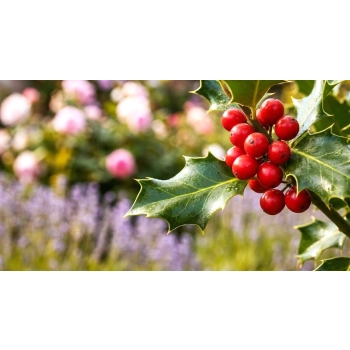 OSTROKRZEW BLUE PRINCE PAKIET 5 sztuk - sadzonki 10 / 20 cm