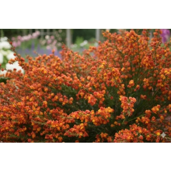 ŻARNOWIEC LENA pomarańczowy - sadzonki 10 / 20 cm