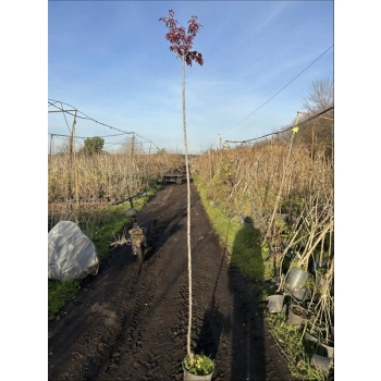 ŚLIWA PISARDII szczepiona na pniu -28c - sadzonki 220 / 240 cm