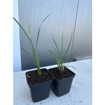 TRAWA ROZPLENICA hameln Pakiet 5 sztuk - sadzonki 20 / 30 cm