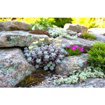 ROZCHODNIK PURPUREUM - sadzonki 5 / 10 cm